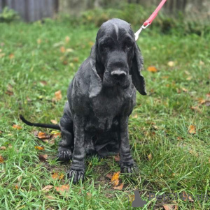 Photo №3. English cocker spaniel Danya is looking for a home.. Russian Federation