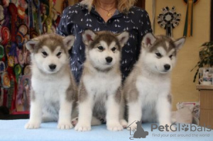 Photo №2 to announcement № 121841 for the sale of alaskan malamute - buy in Netherlands private announcement