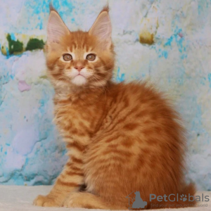 Photo №2 to announcement № 58405 for the sale of maine coon - buy in Netherlands 