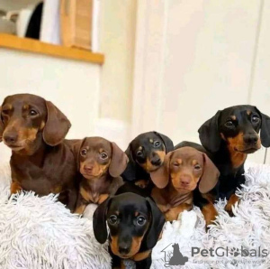 Photo №1. dachshund - for sale in the city of Warsaw | 475$ | Announcement № 55747