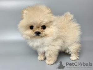 Additional photos: Pomeranian Spitz puppies.