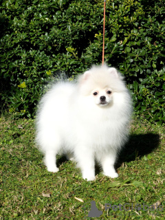 Photo №4. I will sell  in the city of Измир. breeder - price - 2500$