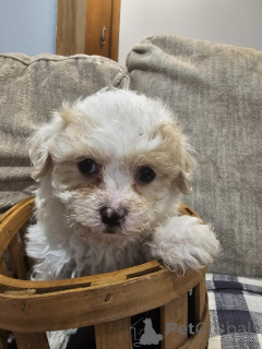 Photo №2 to announcement № 144495 for the sale of bichon frise, maltese dog - buy in Austria breeder