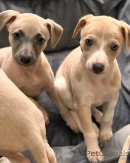 Photo №1. italian greyhound - for sale in the city of Berlin | 753$ | Announcement № 139074