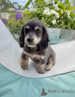 Photo №3. Healthy Dachshund Puppies Loyal & Affectionate Pets. Germany