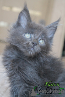 Photo №3. Maine Coon blue boy. Russian Federation