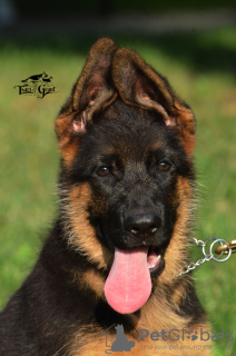Photo №1. german shepherd - for sale in the city of Kharkov | 700$ | Announcement № 10155