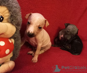 Photo №1. american hairless terrier - for sale in the city of Nizhny Tagil | 546$ | Announcement № 11137