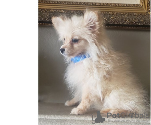 Photo №2 to announcement № 12652 for the sale of german spitz - buy in Switzerland 