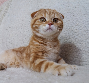 Photo №1. scottish fold - for sale in the city of Dnipro | 209$ | Announcement № 2996