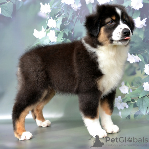 Photo №2 to announcement № 54518 for the sale of australian shepherd - buy in Russian Federation from nursery