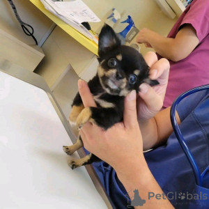 Photo №2 to announcement № 161019 for the sale of chihuahua - buy in Finland private announcement, breeder