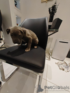 Photo №2 to announcement № 132795 for the sale of blue lacy - buy in Germany private announcement