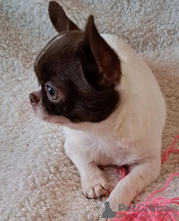 Photo №3. Toilet trained chihuahua. Netherlands