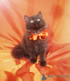 Photo №4. I will sell british longhair in the city of Minsk. breeder - price - 500$