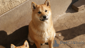 Photo №2 to announcement № 37789 for the sale of shiba inu - buy in Serbia breeder