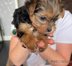 Photo №2 to announcement № 163037 for the sale of yorkshire terrier - buy in Germany 