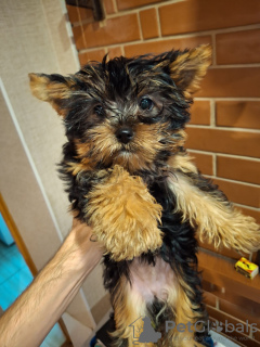 Photo №2 to announcement № 130087 for the sale of beaver yorkshire terrier, yorkshire terrier - buy in Estonia 