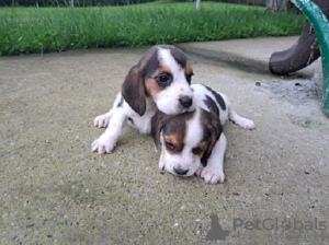 Photo №4. I will sell beagle in the city of Nemenikuće. breeder - price - negotiated