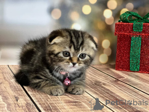 Photo №2 to announcement № 100497 for the sale of scottish fold - buy in United States private announcement