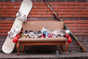 Photo №1. siberian husky - for sale in the city of Москва | 400$ | Announcement № 13451