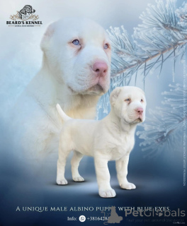 Photo №1. central asian shepherd dog - for sale in the city of Svilajnac | negotiated | Announcement № 135445