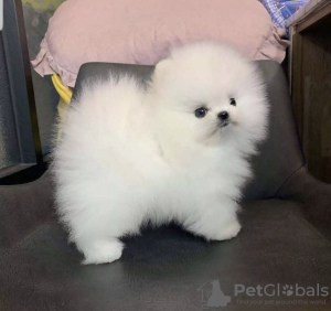 Photo №1. pomeranian - for sale in the city of Berlin | negotiated | Announcement № 115913