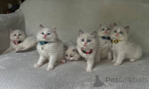 Photo №1. ragdoll - for sale in the city of GeretSried | 361$ | Announcement № 172327
