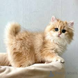 Photo №4. I will sell british longhair in the city of Vienna. private announcement, breeder - price - 723$