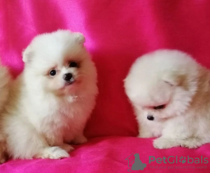 Photo №2 to announcement № 11313 for the sale of pomeranian - buy in Russian Federation private announcement