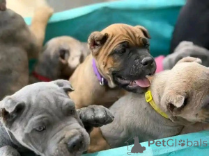 Photo №3. Nuttede Cane Corso hvalpe søger et kærligt hjem for altid. Denmark