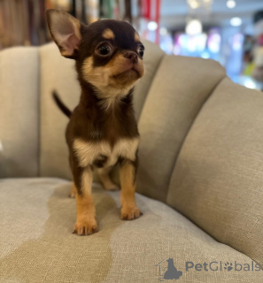 Photo №4. I will sell chihuahua in the city of GeretSried. breeder - price - negotiated