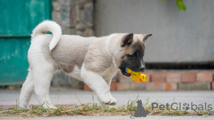 Additional photos: American Akita puppies for sale