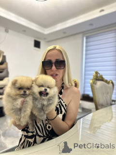 Photo №3. Puppies Pomeranian spike. Serbia
