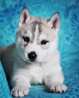 Photo №1. siberian husky - for sale in the city of Voronezh | 396$ | Announcement № 5112