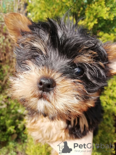 Additional photos: Yorkie baby face puppy