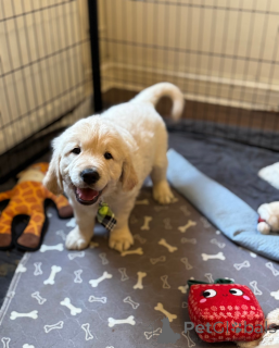 Photo №1.  - for sale in the city of STEPANTSMinda | 350$ | Announcement № 161336