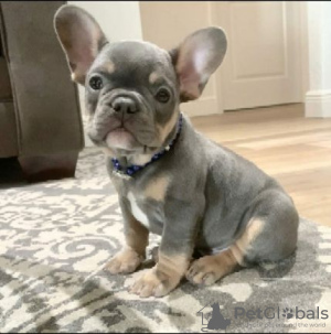 Photo №2 to announcement № 124987 for the sale of french bulldog - buy in Germany private announcement