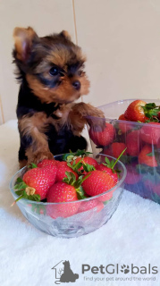 Photo №4. I will sell yorkshire terrier in the city of Балыкесир. breeder - price - 500$