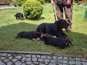 Photo №1. rottweiler - for sale in the city of Dusseldorf | Is free | Announcement № 160159