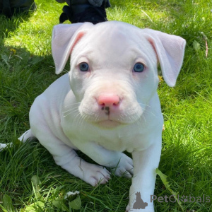 Photo №4. I will sell american pit bull terrier in the city of Helsinki.  - price - negotiated