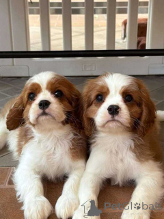 Photo №2 to announcement № 166434 for the sale of cavalier king charles spaniel - buy in United Kingdom private announcement