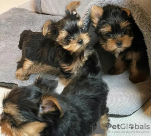 Photo №1. beaver yorkshire terrier - for sale in the city of Skövde | 402$ | Announcement № 125805