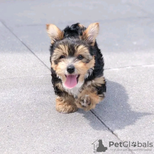 Photo №3. Amazing Yorkie puppies Business WhatsApp 37256062792. Finland