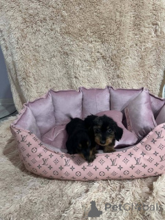Photo №1. dachshund - for sale in the city of New Garden | 310$ | Announcement № 176772