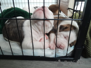 Photo №2 to announcement № 135168 for the sale of american bulldog - buy in Germany private announcement