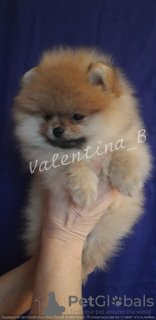 Photo №2 to announcement № 8664 for the sale of pomeranian - buy in Ukraine breeder