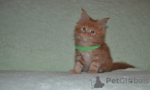 Photo №3. Kittens Maine-kun. Russian Federation