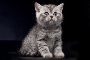 Photo №1. british shorthair - for sale in the city of Minsk | 250$ | Announcement № 4990