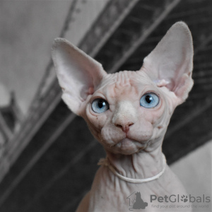 Photo №1. sphynx cat - for sale in the city of Simferopol | 501$ | Announcement № 17780